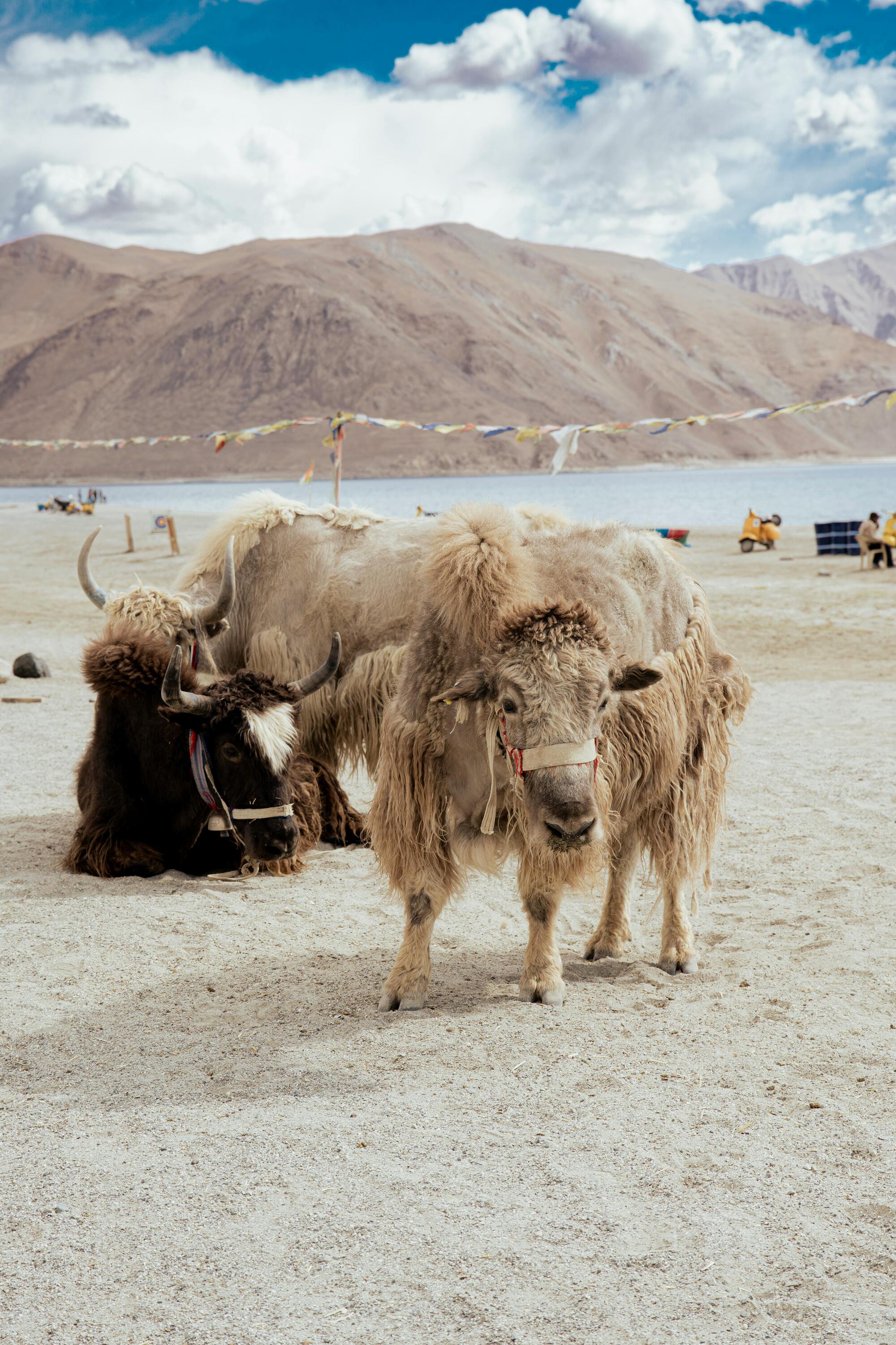 Leh Palace & Shanti Stupa